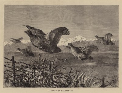 A Covey of Partridges by Harrison William Weir